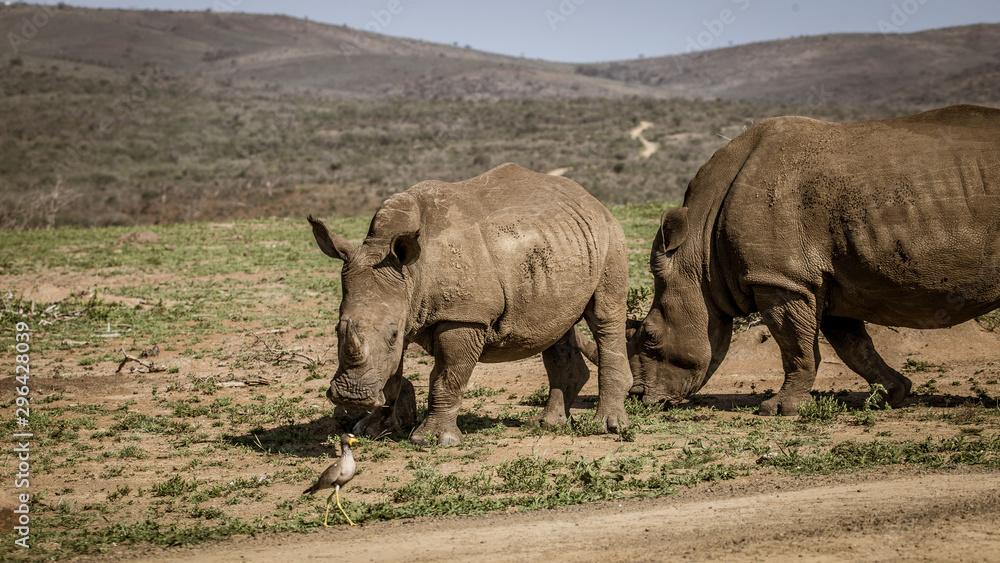 Fototapeta premium Nashorn Mama und Baby auf Safari Südafrika