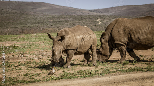 Nashorn Mama und Baby auf Safari Südafrika