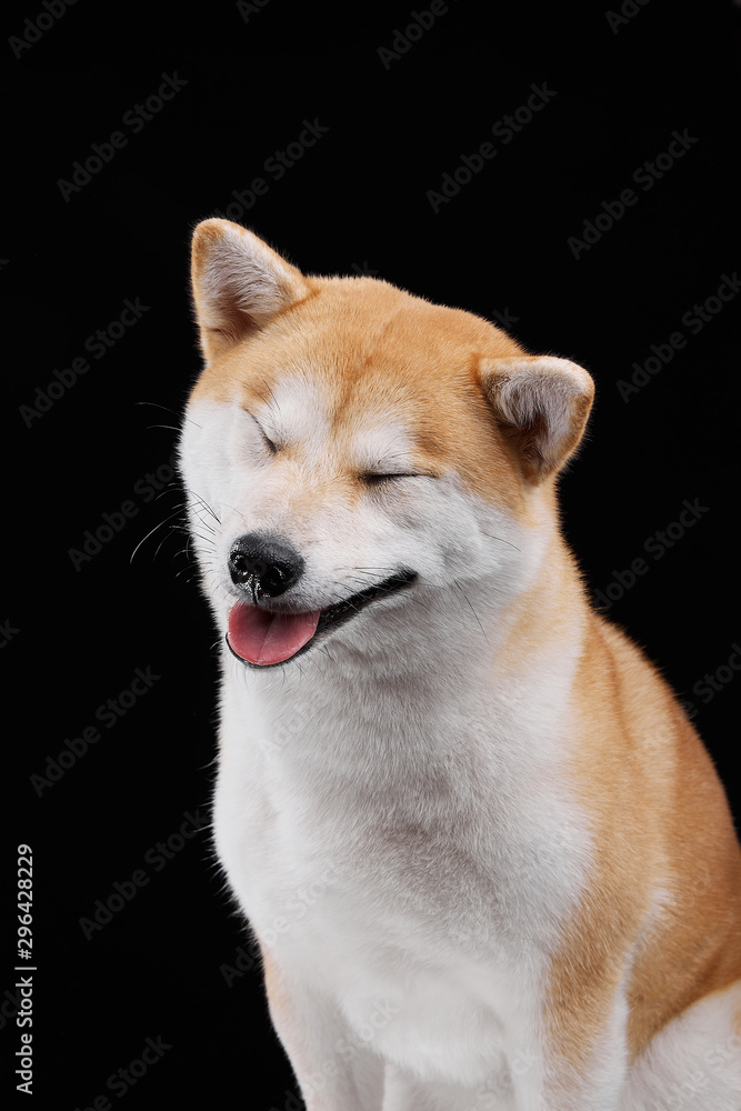 Red shiba inu at black background