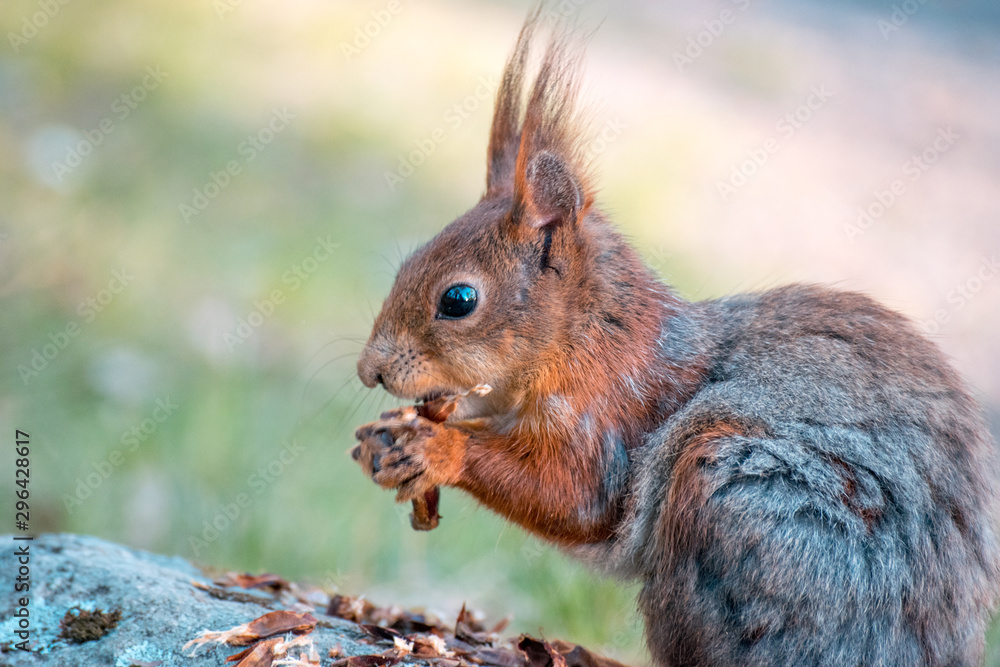 Squirrel eating nut Squirrel eating nut