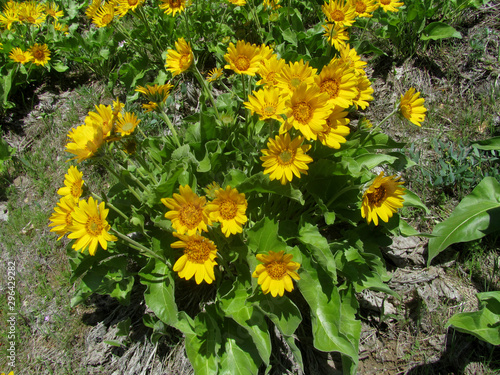 Bright yellow flowers in full bloom on this Arrowleaf Balsamroot. On a hillside with full sunlight. photo