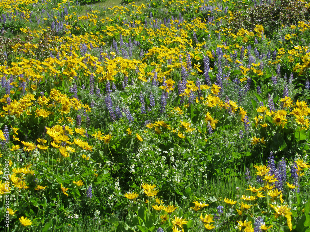 A hillside bouquet of wildflowers. This hillside flower meadow is mostly cover with Balsamroot and lupin in bright sunlight.