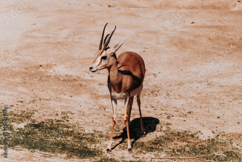 Dorcas Gazelle isolated photo