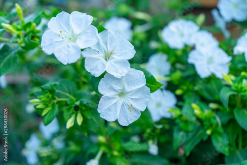 white flowers in garden