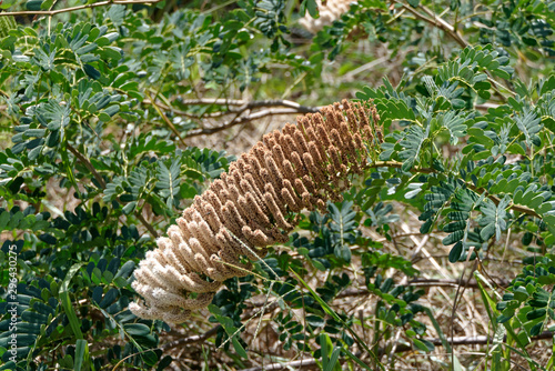 Grappe d'entama polystachya en Guyane française photo