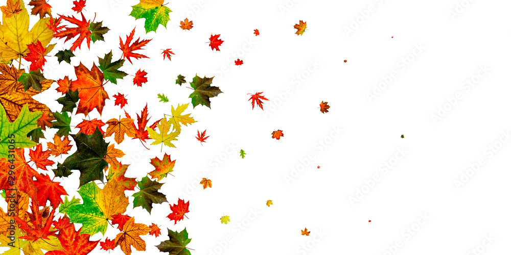Autumn leaves falling. Season pattern isolated on white background. Thanksgiving concept Autumn leaves falling. Season pattern isolated on white background. Thanksgiving concept