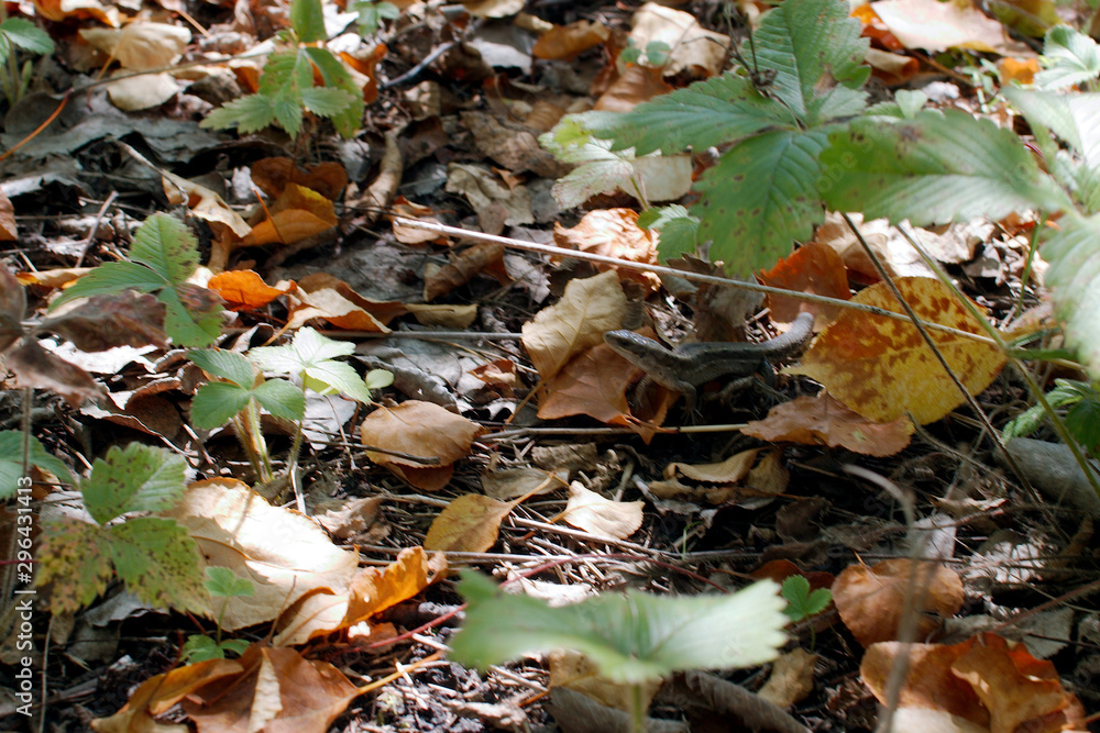 autumn leaves in the forest autumn leaves in the forest