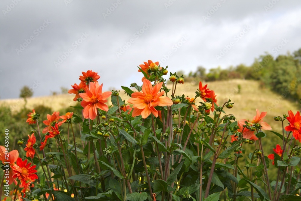 Field orange flowers