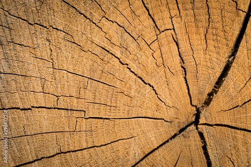 Wood texture background surface. Natural wood texture. Timber background of wood texture.