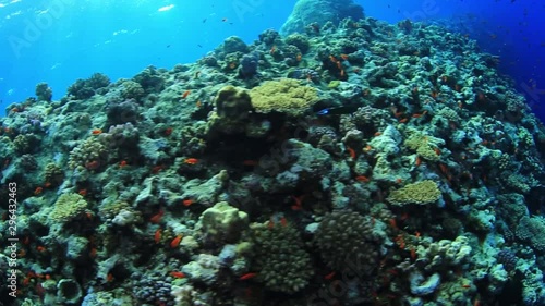 Wallpaper Mural Anthias fish of Red Sea, Sudan. Torontodigital.ca