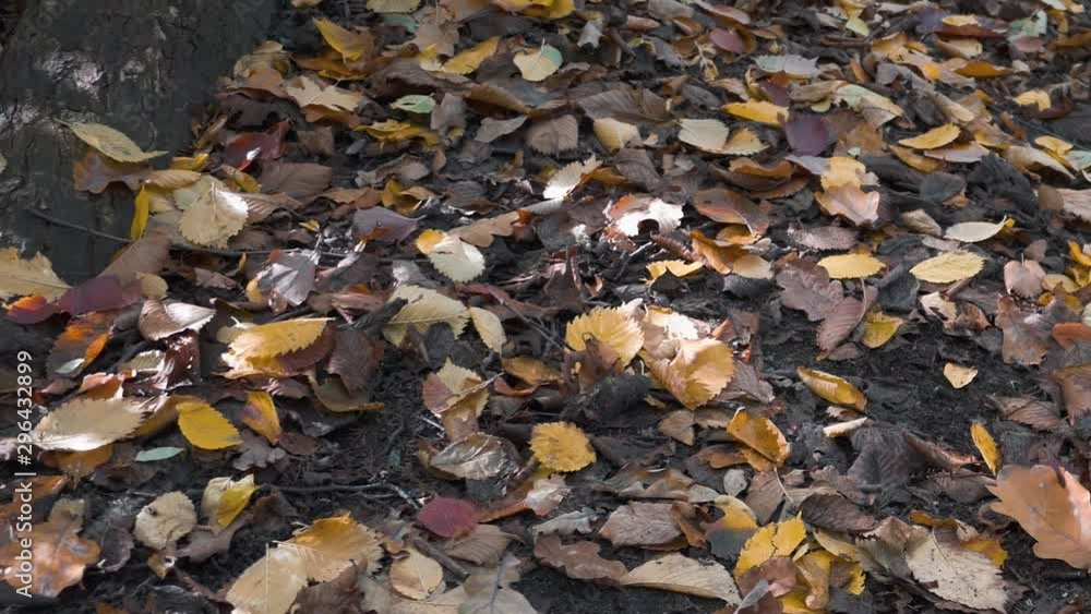 Many Multicoloured Fallen Leaves On The Ground Under A Tree In Autumn, Pan Shot Many Multicoloured Fallen Leaves On The Ground Under A Tree In Autumn, Pan Shot