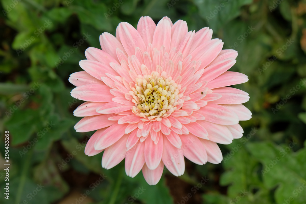 Fototapeta premium Garbera Flower at Pengotan Flower Garden