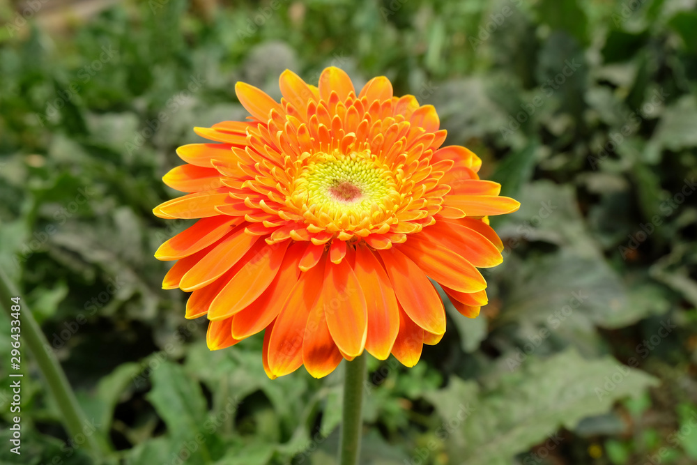 Garbera Flower at Pengotan Flower Garden Garbera Flower at Pengotan Flower Garden