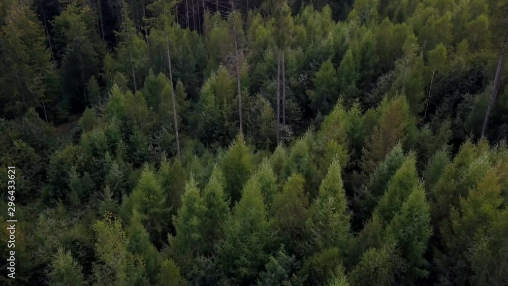 aerial view on a forest in Germany taken using a drone aerial view on a forest in Germany taken using a drone