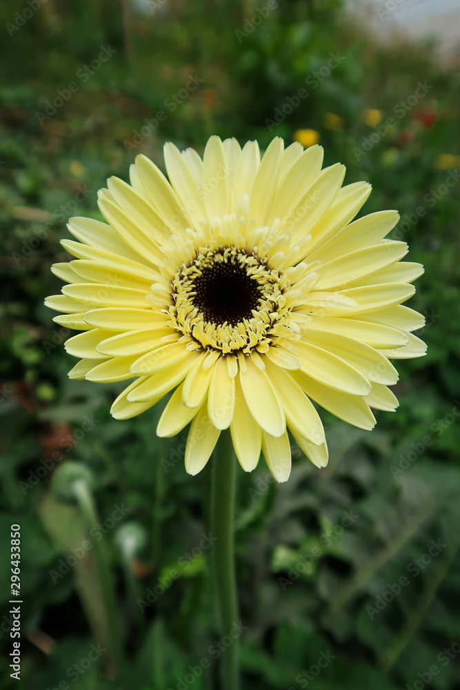 Fototapeta premium Garbera Flower at Pengotan Flower Garden