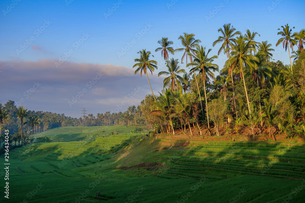 Morning Light In Beautiful Belimbing Rice field at Pupuan Tabanan Bali