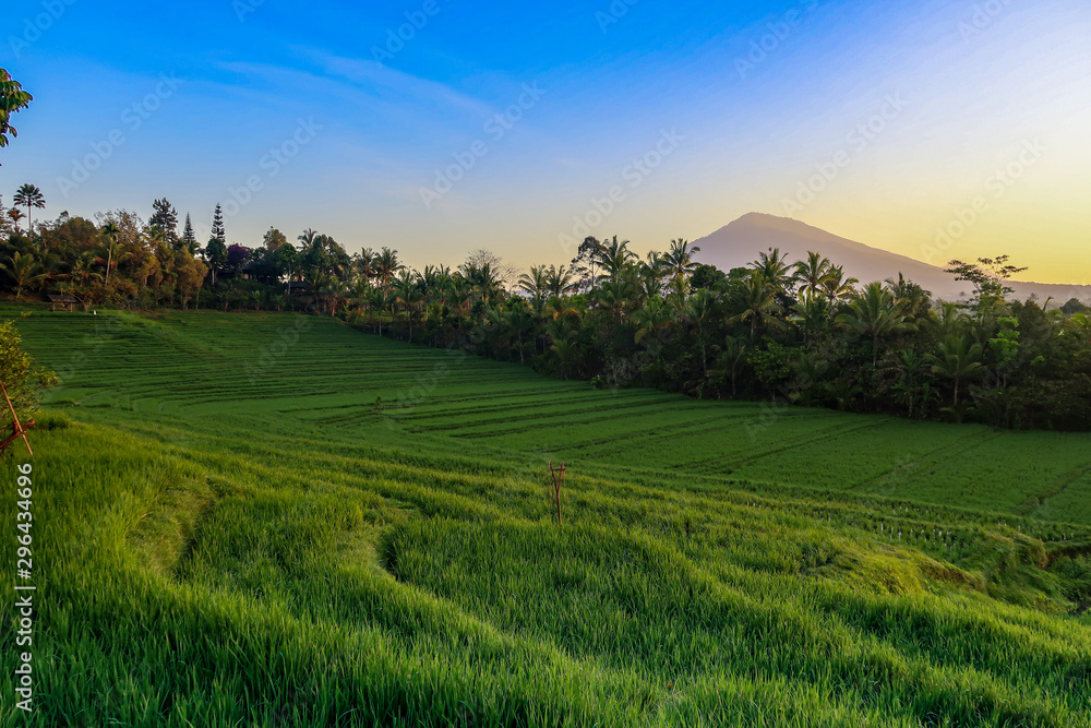 Obraz premium Morning Light In Beautiful Belimbing Rice field at Pupuan Tabanan Bali