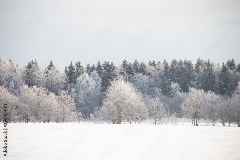 Fototapeta Śnieżny zima krajobraz w polu. Mrożone białe drzewa. Rosyjskie otwarte przestrzenie.