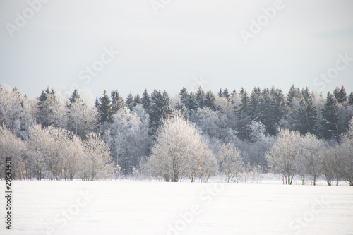 Snowy winter landscape in the field. Frozen white trees. Russian open spaces.