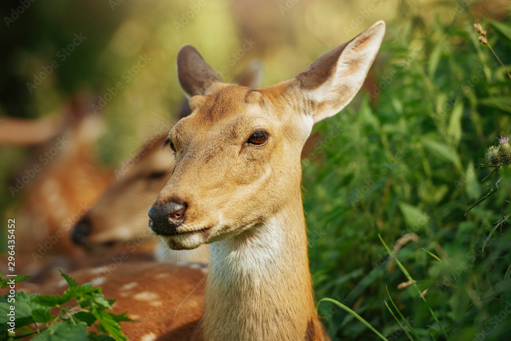 Fototapeta premium Close-up deer in grass during bright sunny day.