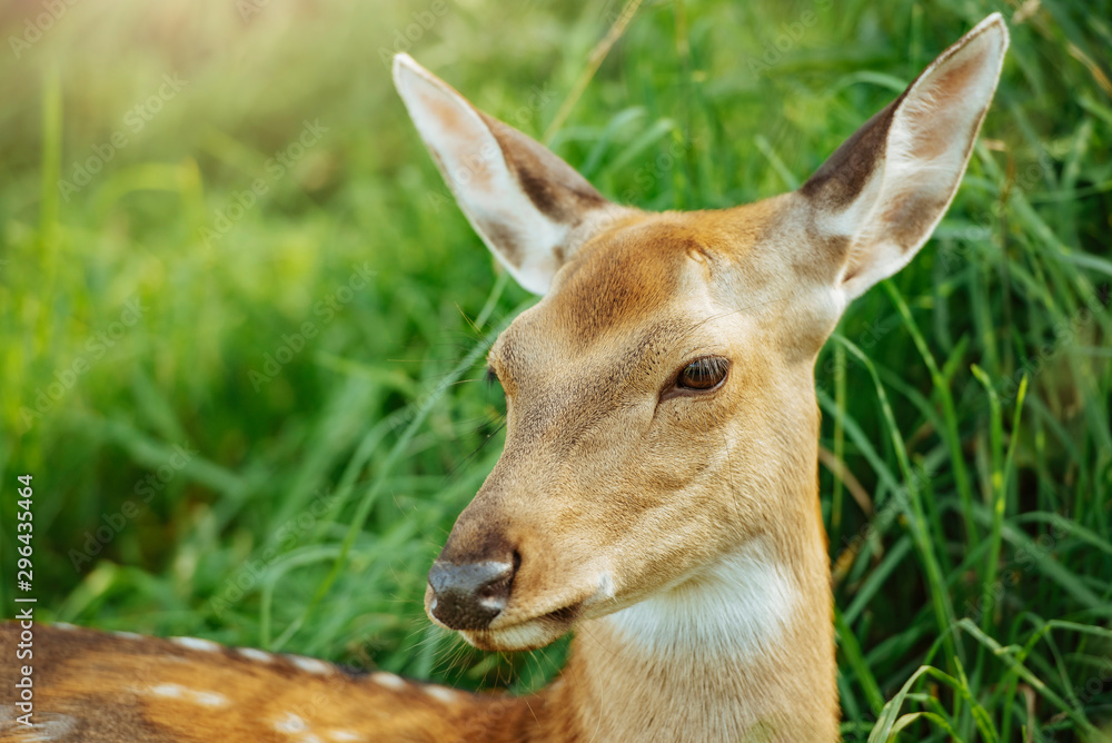 Close-up deer in grass during bright sunny day. Close-up deer in grass during bright sunny day.