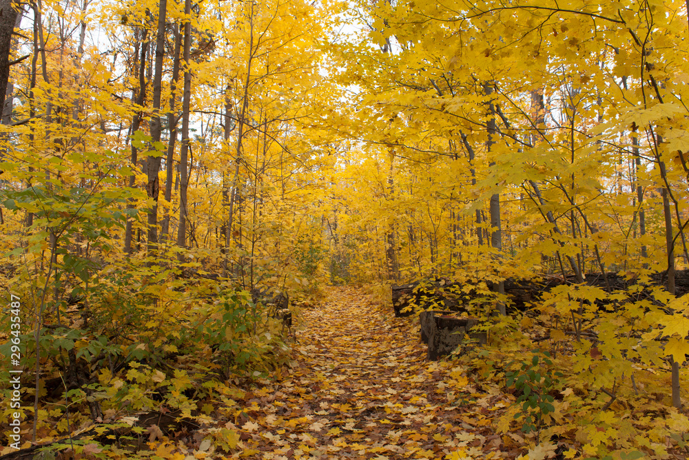 Fototapeta premium autumn in the park