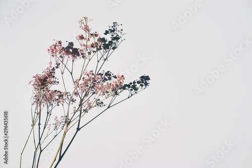 Dried wild flowers on white table background top view.
