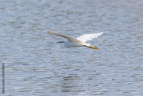 Graceful Snowy White Egret glides across the pond water surface with white wings spread wide. © motionshooter