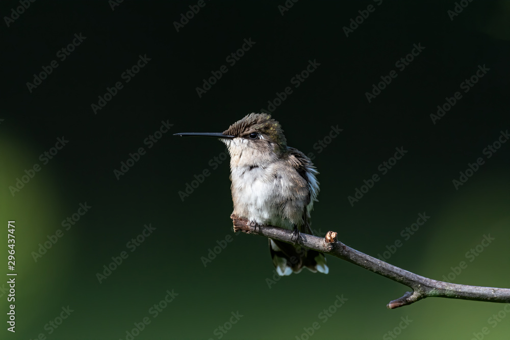 Obraz premium A Ruby-throated Hummingbird perched on a twig.