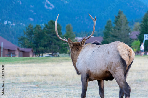 Bull elk visiting campground in the Rocky Mountains  in early evening