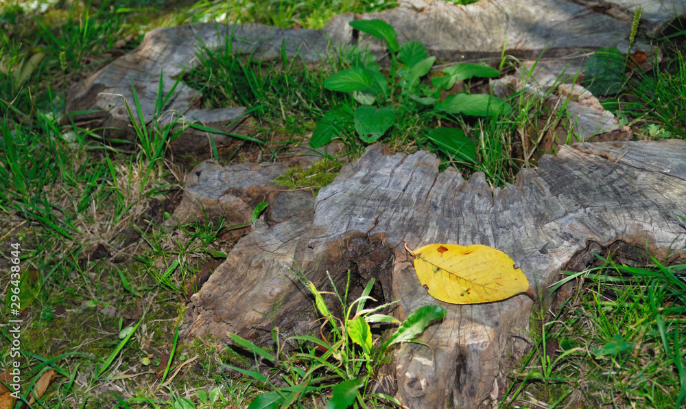 Obraz premium 落ち葉 切り株 素材