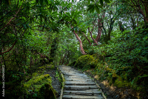 Wooden trail through green forest