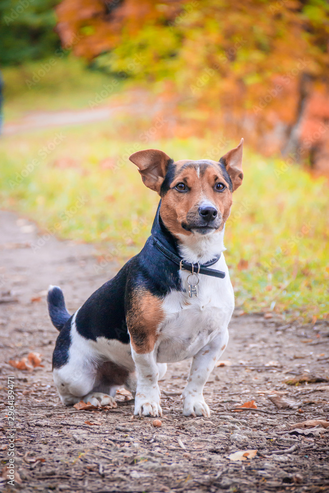 Dog Jack Russell Terrier for a walk in the park. Home pet. Dog walking in the park. Autumn Park. Dog Jack Russell Terrier for a walk in the park. Home pet. Dog walking in the park. Autumn Park.