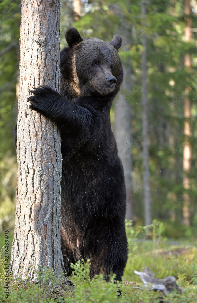 Brown bear stands on its hind legs by a tree in a summer pine forest. Scientific name: Ursus Arctos . Green natural background. Natural habitat. Brown bear stands on its hind legs by a tree in a summer pine forest. Scientific name: Ursus Arctos . Green natural background. Natural habitat.