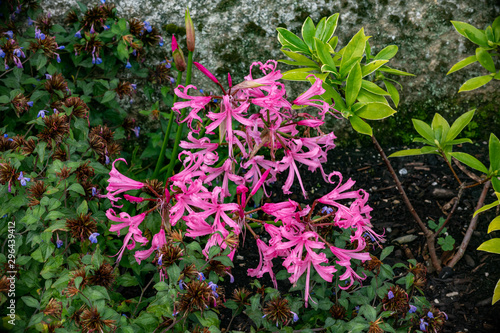 Nerine bowdenii pink flowers in bloom