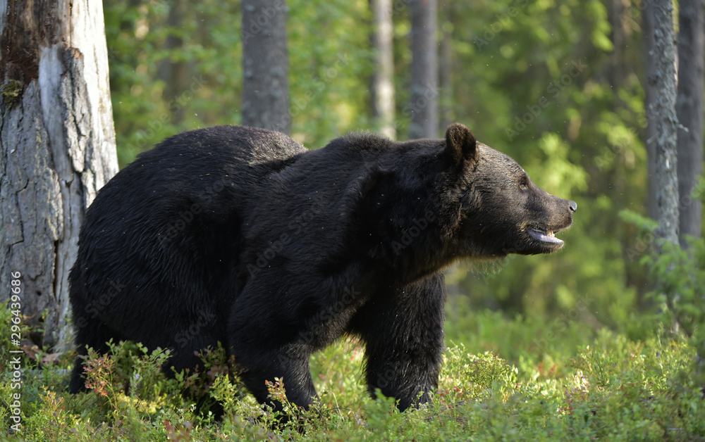 Brown bear in the summer forest. Green forest natural background. Scientific name: Ursus arctos. Natural habitat. Summer season. Brown bear in the summer forest. Green forest natural background. Scientific name: Ursus arctos. Natural habitat. Summer season.