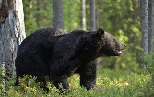 Brown bear in the summer forest. Green forest natural background. Scientific name  Ursus arctos. Natural habitat. Summer season.