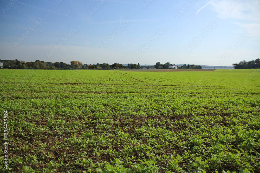 bright greens of young plantings of vegetables on a farmer's field against a background of trees in the background