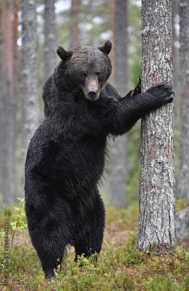 Fototapeta premium Brown bear stands on its hind legs by a tree in a summer pine forest. Scientific name: Ursus Arctos . Green natural background. Natural habitat.
