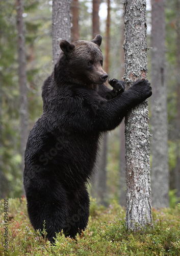Brown bear stands on its hind legs by a tree in a summer pine forest. Scientific name: Ursus Arctos . Green natural background. Natural habitat. © Uryadnikov Sergey