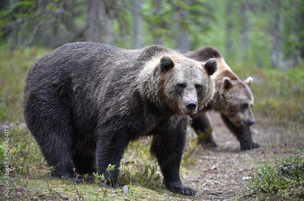 Brown bear in the summer forest. Green forest natural background. Scientific name: Ursus arctos. Natural habitat. Summer season.