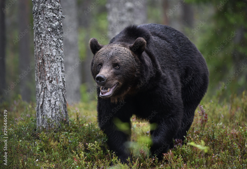 Fototapeta premium Brown bear with open mouth in the summer pine forest. Green forest natural background. Scientific name: Ursus arctos. Natural habitat. Summer season.