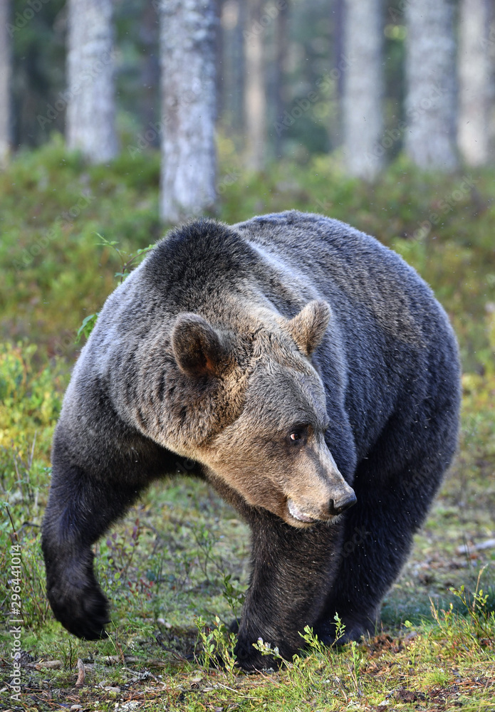Brown bear in the summer forest. Scientific name: Ursus arctos. Natural habitat. Summer season. Brown bear in the summer forest. Scientific name: Ursus arctos. Natural habitat. Summer season.