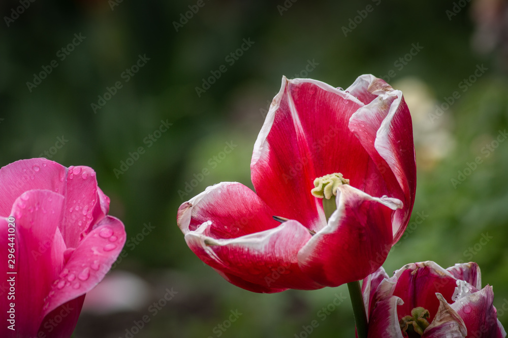 red tulip in the garden red tulip in the garden