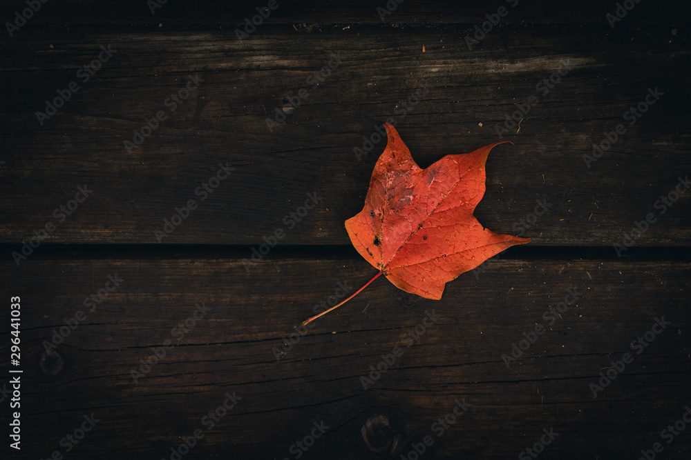 Obraz premium Orange Leaf