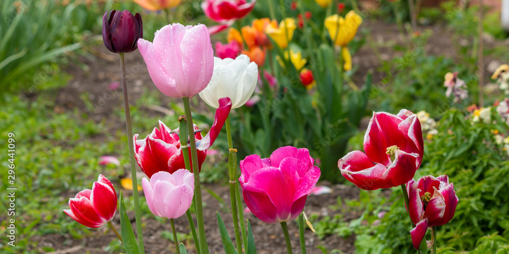 Fototapeta premium field of tulips