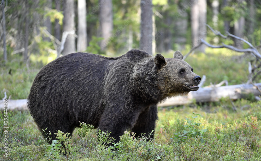 Brown bear in the summer forest. Scientific name: Ursus arctos. Natural habitat. Summer season. Brown bear in the summer forest. Scientific name: Ursus arctos. Natural habitat. Summer season.