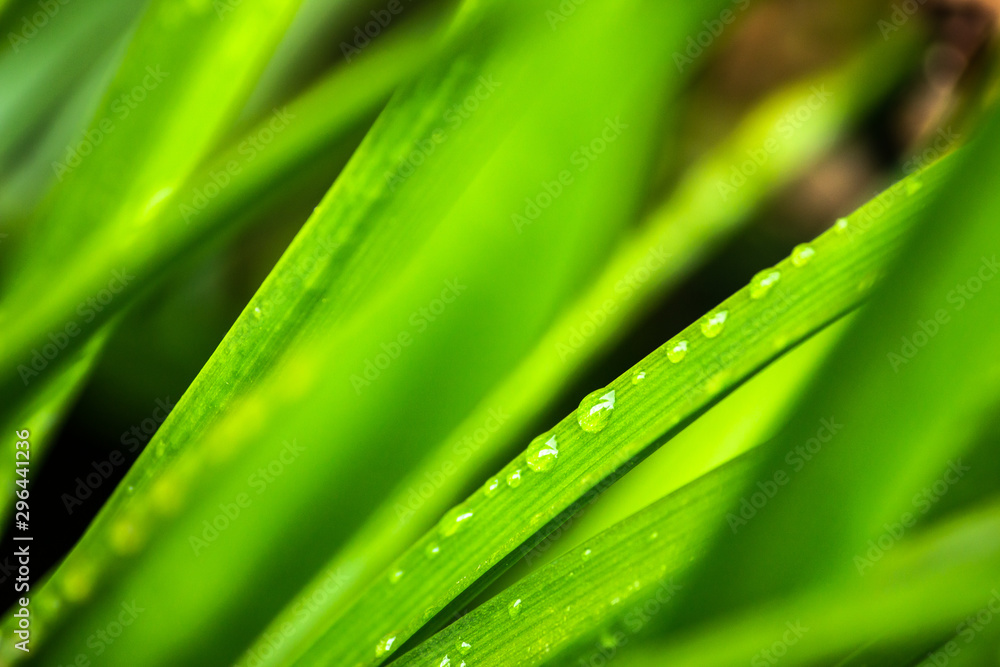 green leaf with water drops green leaf with water drops
