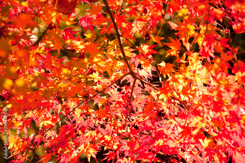 いちき串木野市冠岳の紅葉 Foto De Stock Adobe Stock