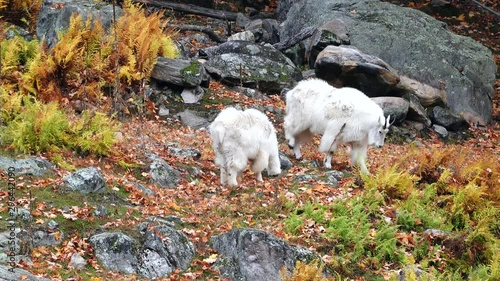 Mountain goats on a mountain